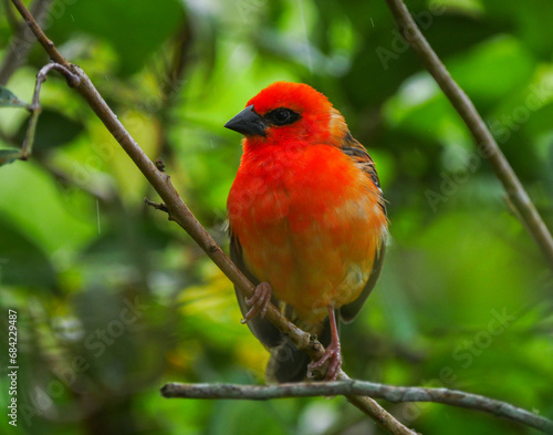 Close-up of a vibrant red bird perching in natural environment in Mauritius 