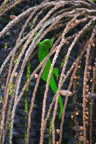 Green lizard in drupe of palm tree