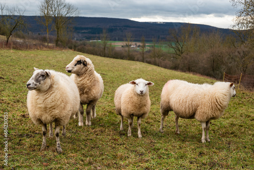 Flock of sheep on a meadow, with a lamb looking towards the camera, and a dull wintry landscape in the background