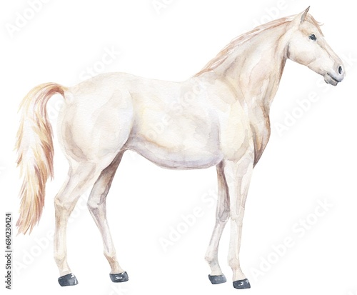 White horse watercolour animal illustration 