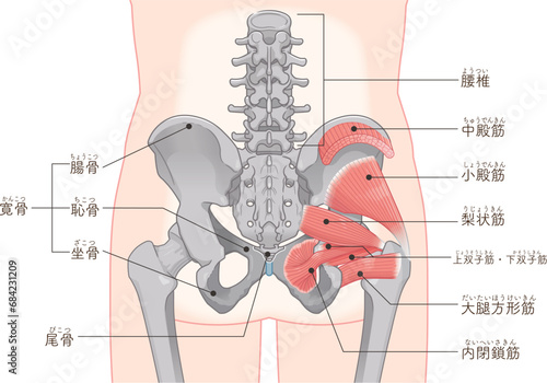 梨状筋、内閉鎖筋、大腿方形筋、小殿筋、gluteus minimus、中殿筋、gluteus medius、股関節、骨盤、筋肉、イラスト、illustration photo