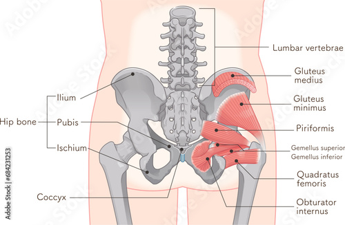 梨状筋、内閉鎖筋、大腿方形筋、小殿筋、gluteus minimus、中殿筋、gluteus medius、股関節、骨盤、筋肉、イラスト、illustration