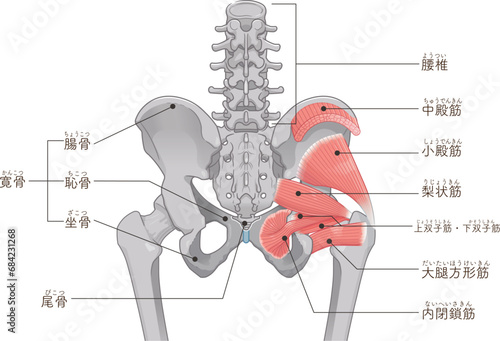 梨状筋、内閉鎖筋、大腿方形筋、小殿筋、gluteus minimus、中殿筋、gluteus medius、股関節、骨盤、筋肉、イラスト、illustration