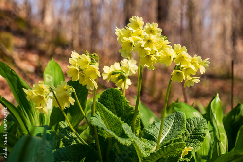 Close-up of a cluster of yellow blooming true oxlip flowers (Primula elatior), growing in a forest in Germany. The oxlip is a well-known spring flower and garden plant.