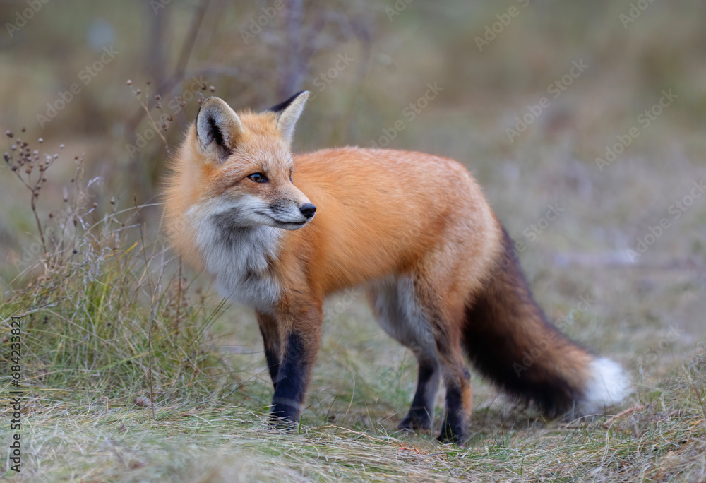 A young red fox standing in a grassy meadow in autumn.