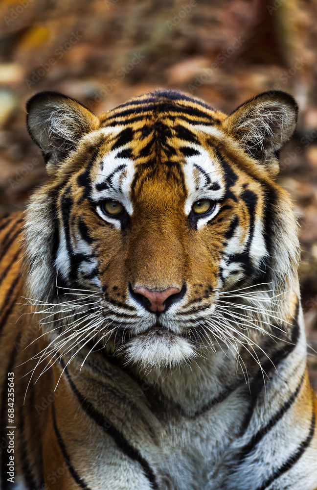 Fototapeta premium close up of mainland asian tiger