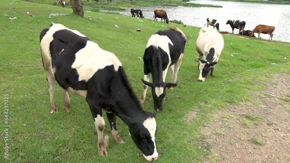 Nuwara Eliya Sri Lanka livestock grazing Nuwara Eliya Sri Lanka livestock grazing