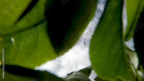 a beautifull view of the tea leaves falling down in Talawakella photo