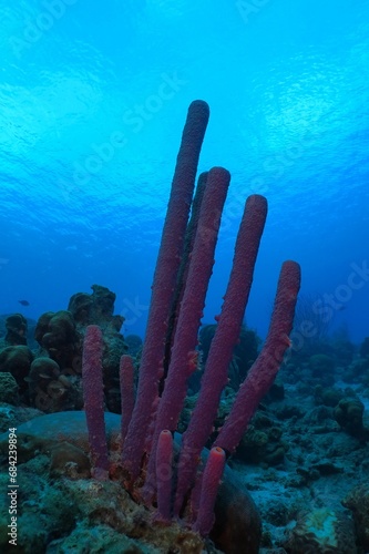 Tropical coral reef with fish and purple sea sponge. Vivid seascape, healthy marine life. Underwater photography from scuba diving on reef. Sponge and aquatic wildlife.