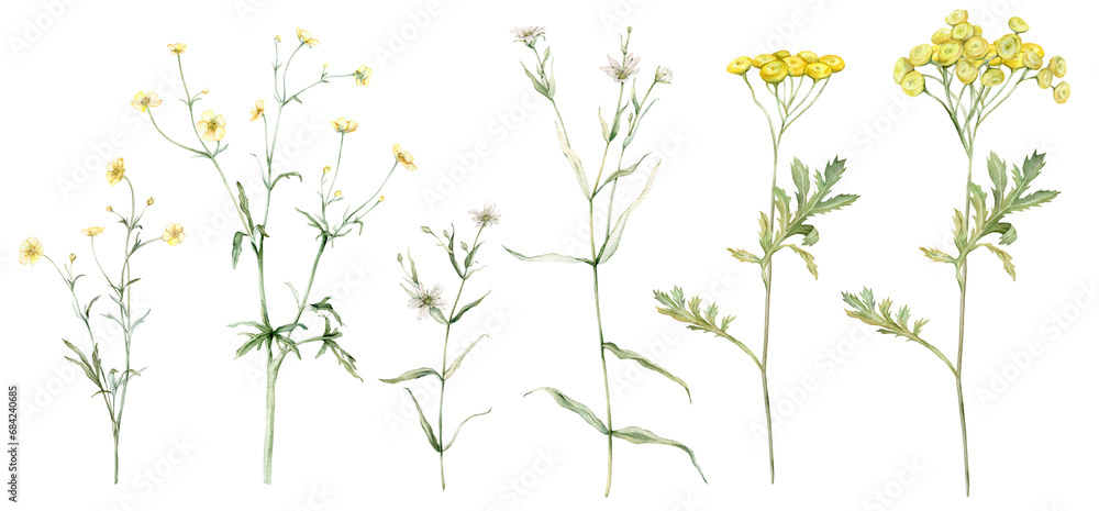 Set of meadow botanical flowers. Watercolor clipart hand drawn painting illustration isolated on white background. Yellow field flowers common tansy and buttercup, rapunzel. White stellaria holostea. - obrazy, fototapety, plakaty 