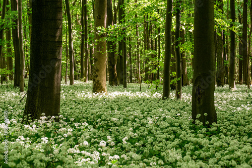 Fototapeta Naklejka Na Ścianę i Meble -  Idyllic forest during springtime with blooming wild garlic (Allium ursinum) covering the floor, Ith-Hils-Weg, Ith, Weserbergland, Germany