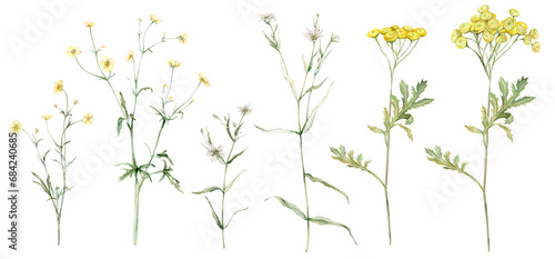 Stampa su tela Set of meadow botanical flowers