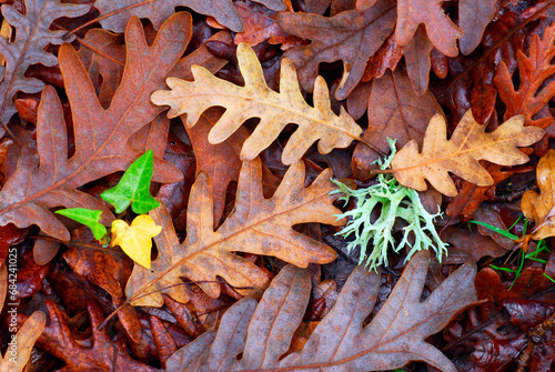 Pyrenean oak (Quercus pyrenaica) leaves fallen on the ground. photo