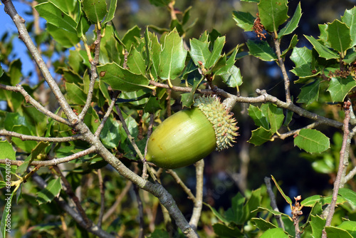 Fruit or acorn of the kermes oak (Quercus coccifera) on a branch