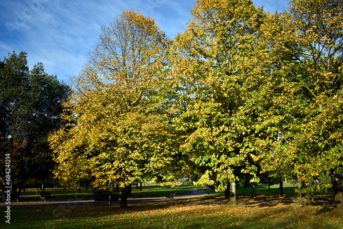 The European lime (Tilia × europaea) with autumn foliage in a park