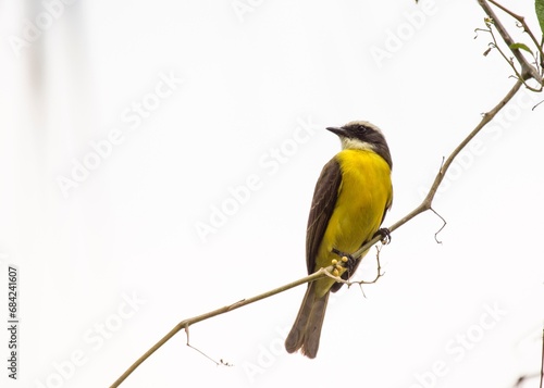 Great Kiskadee (Pitangus sulphuratus): A Symphony of Yellow and Brown photo