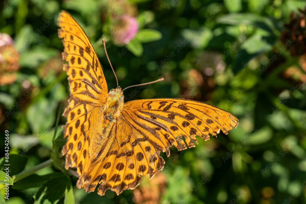 Beautiful close-up of a silver-washed fritillary butterfly (Argynnis paphia) with orange wings against a green background Beautiful close-up of a silver-washed fritillary butterfly (Argynnis paphia) with orange wings against a green background