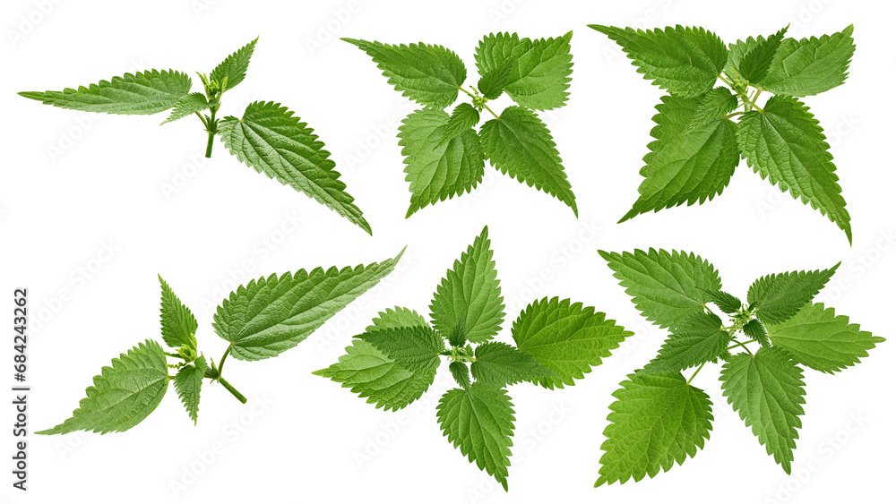 Nettle isolated on white background, clipping path, full depth of field Nettle isolated on white background, clipping path, full depth of field