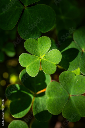 Cluster of clover-like wood sorrel (Oxalis acetosella) growing on a forest floor, Germany