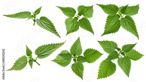 Nettle isolated on white background, clipping path, full depth of field photo