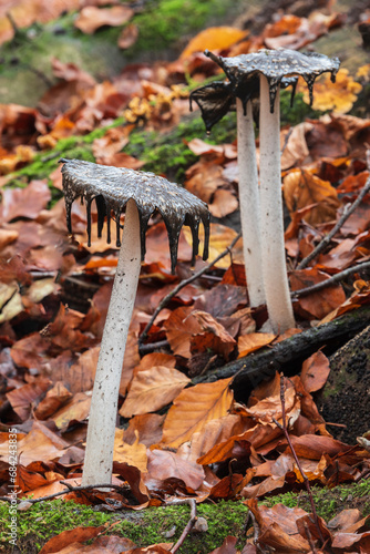 Papier peint Stunning Autumn Fall forest scene with colorful vibrant Autumnal colors in the t
