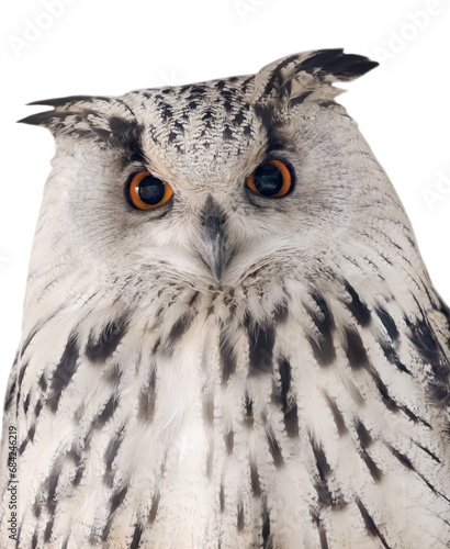 isolated white eagle owl front view