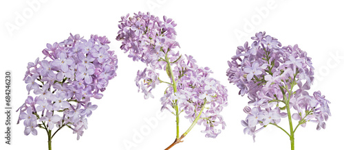 fine light violet three lilacs isolated large blooms