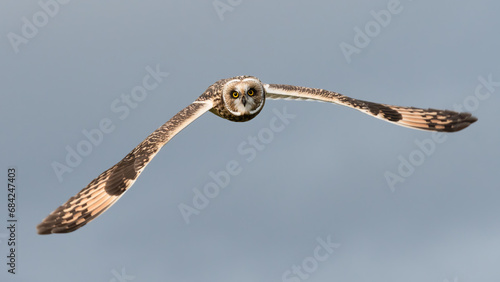 Juvenile short-eared owl flying, Perthshire, Scotland photo