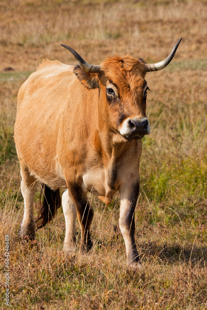 Vache de race Aubrac