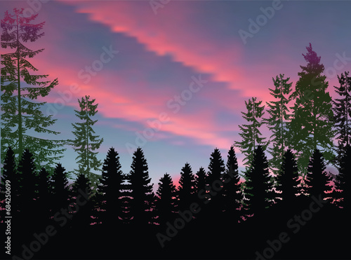 evergreen fir forest at pink sunset