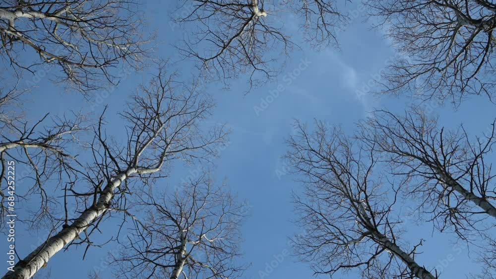 Looking straight up in a forest of leafless aspen trees that are swaying in a strong wind. The blue sky has very few wispy white clouds.
Looking straight up in a forest of leafless aspen trees that are swaying in a strong wind. The blue sky has very few wispy white clouds.
