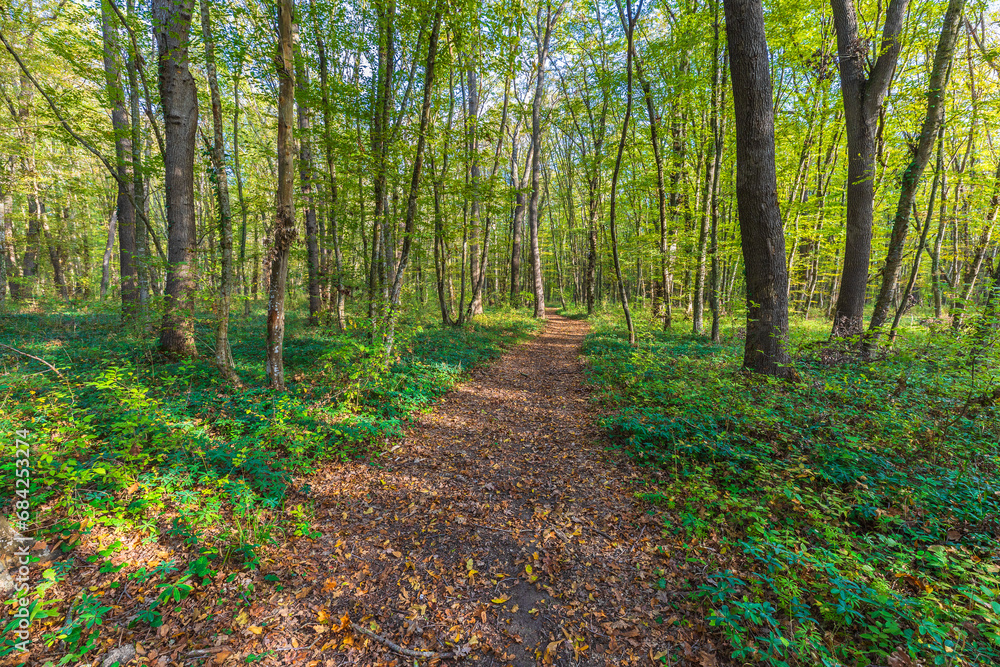 Path passing through the forest during the day Path passing through the forest during the day