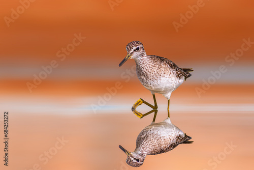 A water bird photographed on still water. Colorful nature background. Ruff. Calidris pugnax.