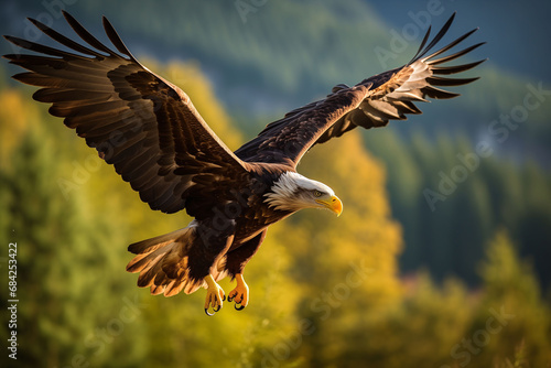 An majestic eagle fly and hunting in natural wild environment, close-up.