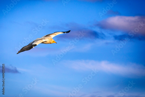 Flying Vulture. Blue sky background. Egyptian Vulture. Neophron percnopterus.