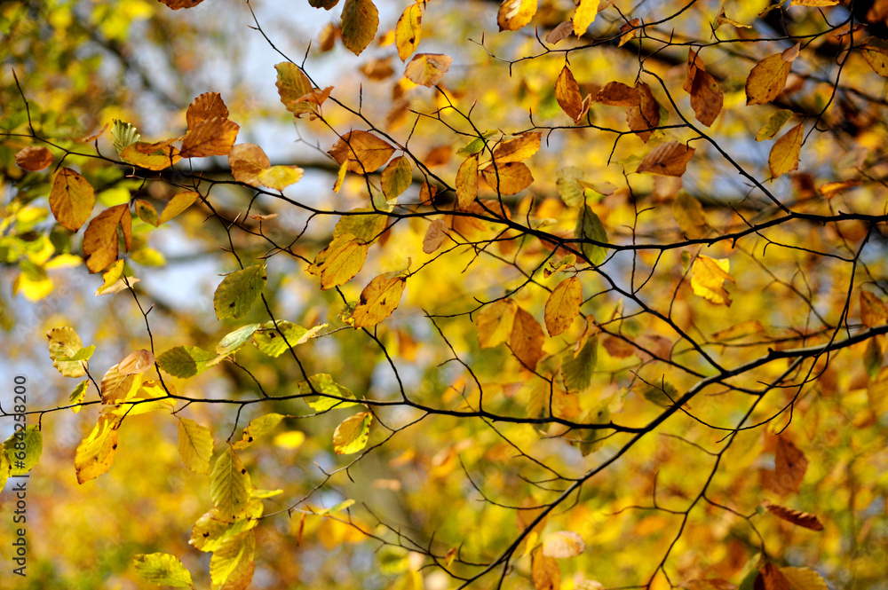 Beautiful colorful leaves on a branch in autumn Beautiful colorful leaves on a branch in autumn