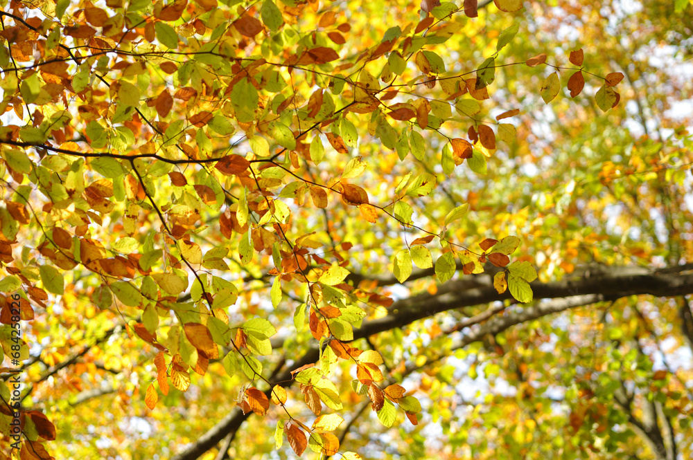Beautiful colorful leaves on a branch in autumn Beautiful colorful leaves on a branch in autumn