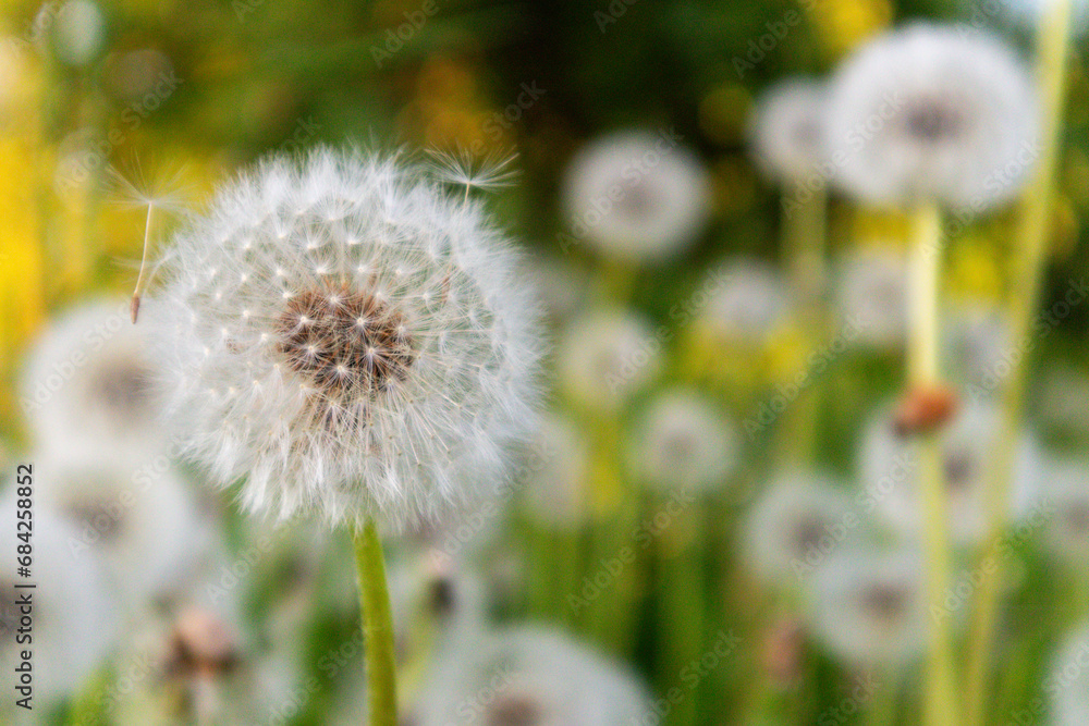 white and fluffy dandelion balls with green grass background white and fluffy dandelion balls with green grass background