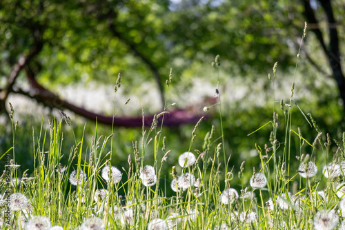 a field of fluffy balls of white milkweed on green stalks on a background of grass and a hammock
