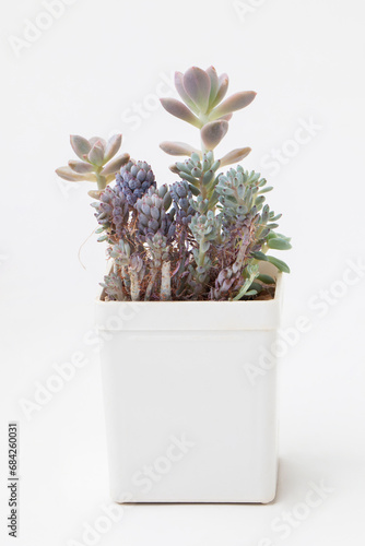 Decorative houseplant in white plastic pot. Succulent Graptopetalum pachyphyllum bluebean and Graptosedum Francesco Baldi flower on white background photo