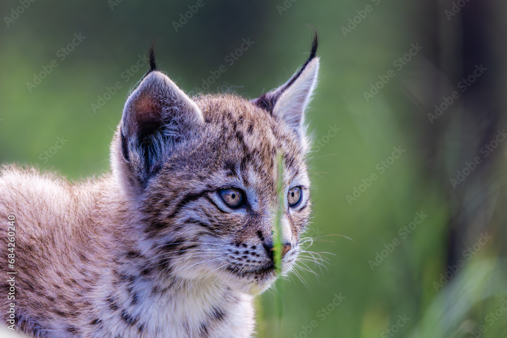 Fototapeta premium Lynx cub portrait