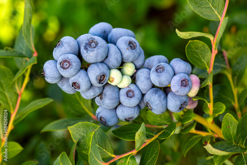 Blueberry farm with bunch o...
