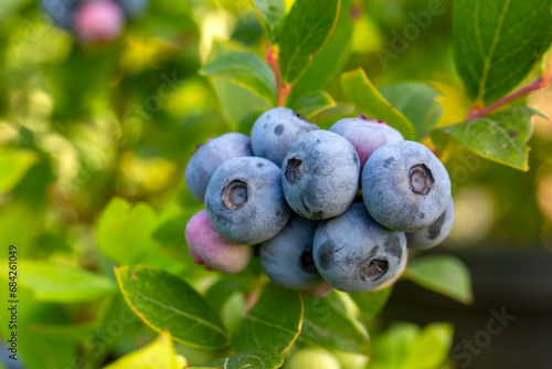 Blueberry farm with bunch o...