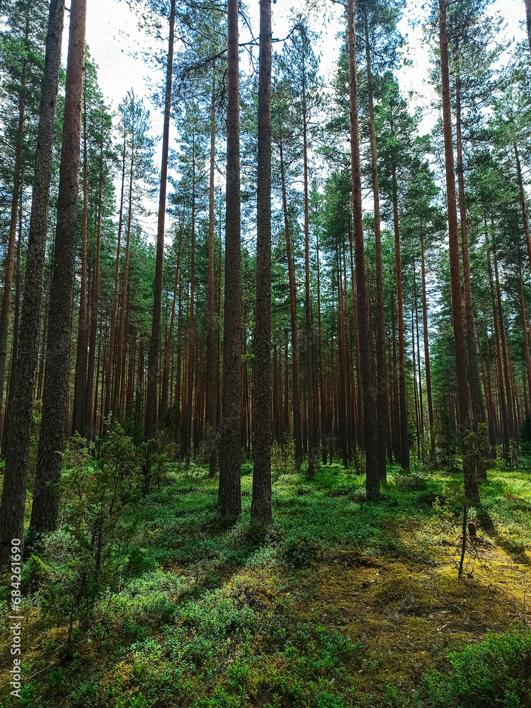 Fototapeta premium Summer Pine Forest