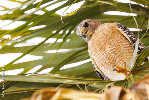 A red-shouldered hawk (Buteo lineatus) closeup portrait, with hawk looking down from a palm tree in Sarasota County, Florida photo