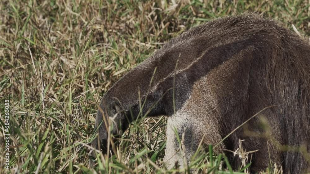 giant anteater walking over a meadow of a farm in the southern Pantanal. Myrmecophaga tridactyla, also ant bear, is an insectivorous mammal native to Central and South America. giant anteater walking over a meadow of a farm in the southern Pantanal. Myrmecophaga tridactyla, also ant bear, is an insectivorous mammal native to Central and South America.