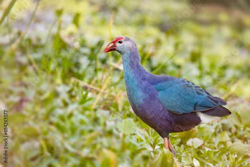 A grey-headed swamphen  Porphyrio poliocephalus   an introduced bird species  in Sarasota  Florida