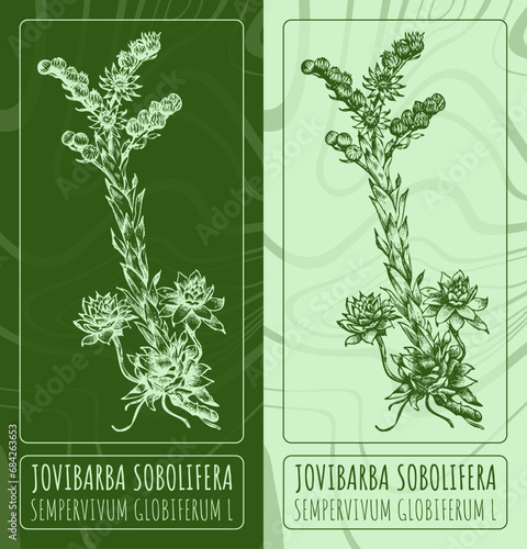 Vector drawings JOVIBARBA SOBOLIFERA . Hand drawn illustration. Latin name SEMPERVIVUM GLOBIFERUM L.