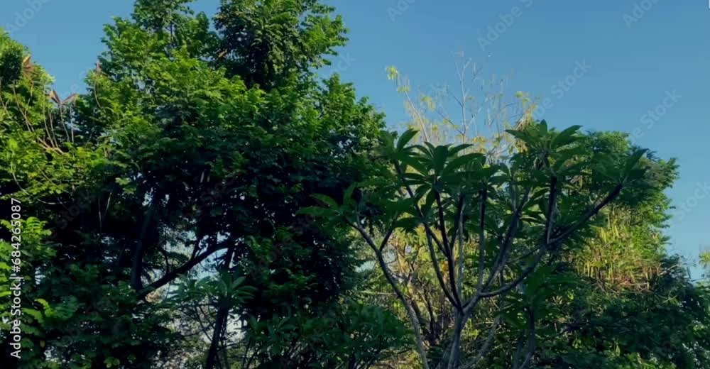 beautiful natural view of shady trees under a bright blue sky beautiful natural view of shady trees under a bright blue sky