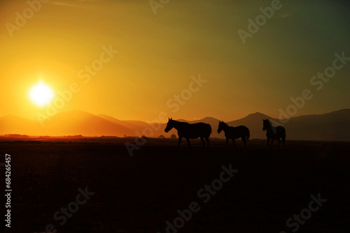 Horses on the sunset © Kiran
